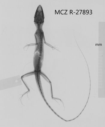 Media type: image;   Herpetology R-27893 Aspect: dorsoventral x-ray